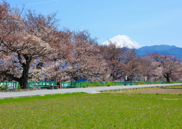 山伏川桜並木