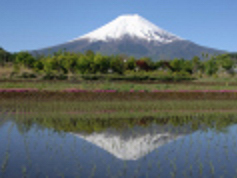 AAA