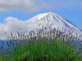 AAA
