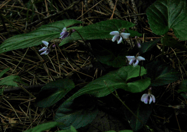 04