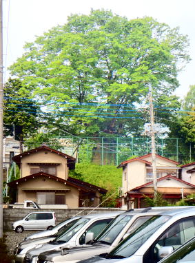 大欅